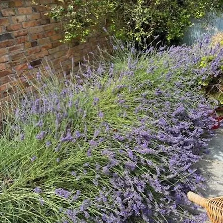 Country Close To The Sea 度假居 *